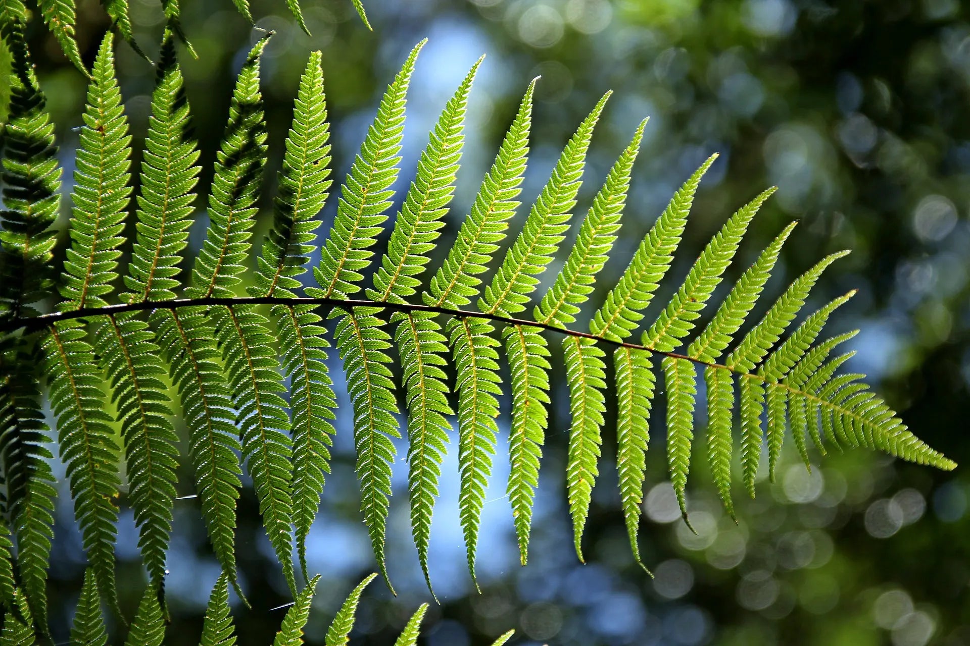 Green Fern Seeds For Soothing Garden Planting