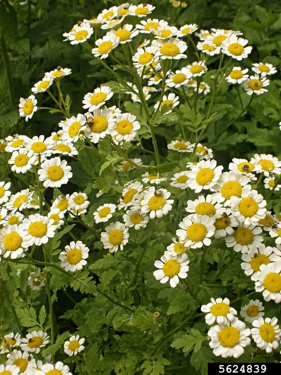 Feverfew white daisy flowers grown from seeds in a garden border