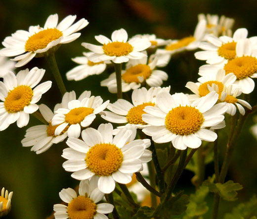 White Feverfew flowers close-up in bloom
