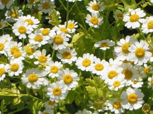 Feverfew Tanacetum parthenium herb flower seeds for planting