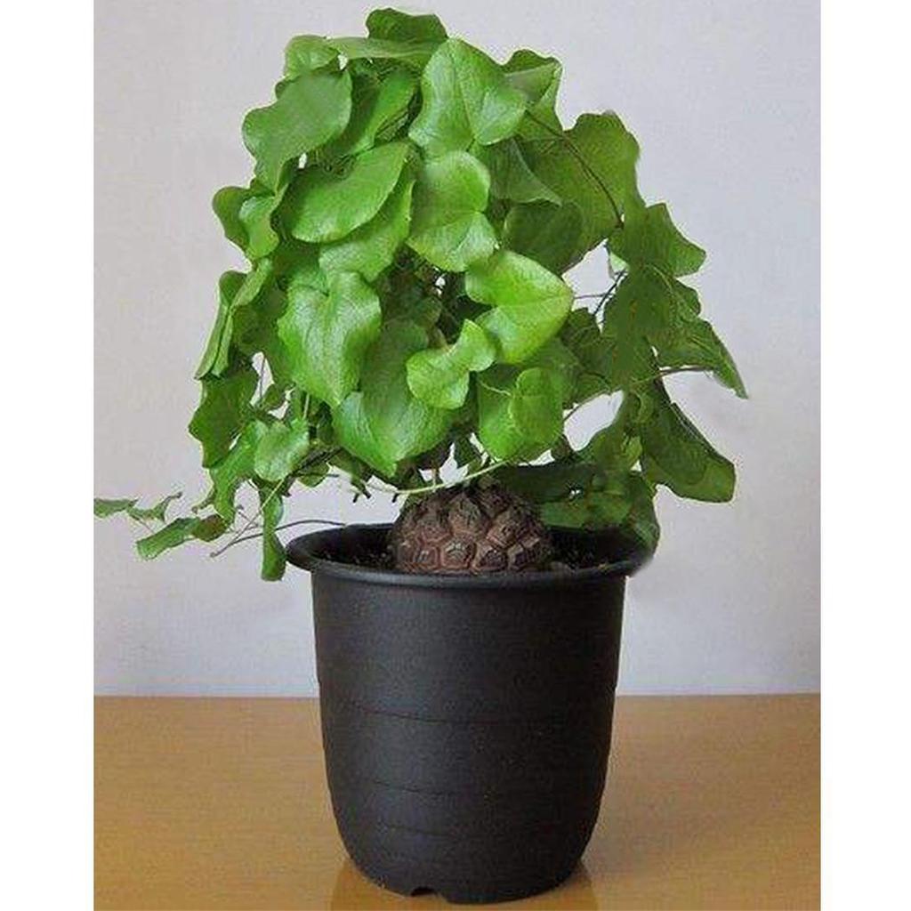 Dioscorea Elephantipes Yam Flower seeds for Planting - Drought Tolerant, Heirloom & GMO Free Seeds for Home Garden
 
 Sale seeds for home garden