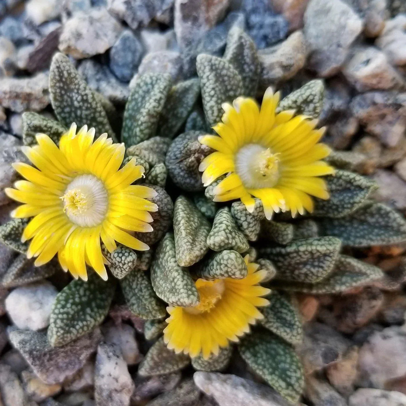 Yellow Nananthus Plant Seeds Planting