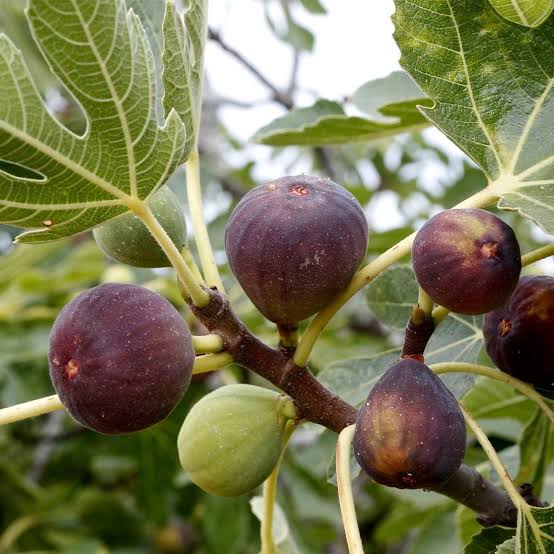 Ficus carica honey fig seeds for home fruit gardens