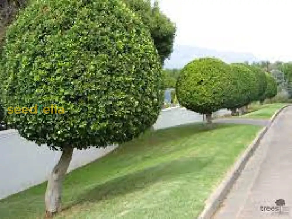 Ficus Microcarpa Tree Seeds: Planting Guide And Tips Plant Seeds