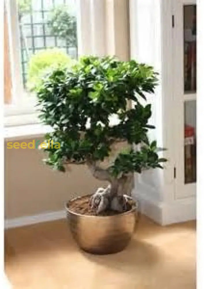 Ficus Microcarpa Tree Seeds: Planting Guide And Tips Plant Seeds