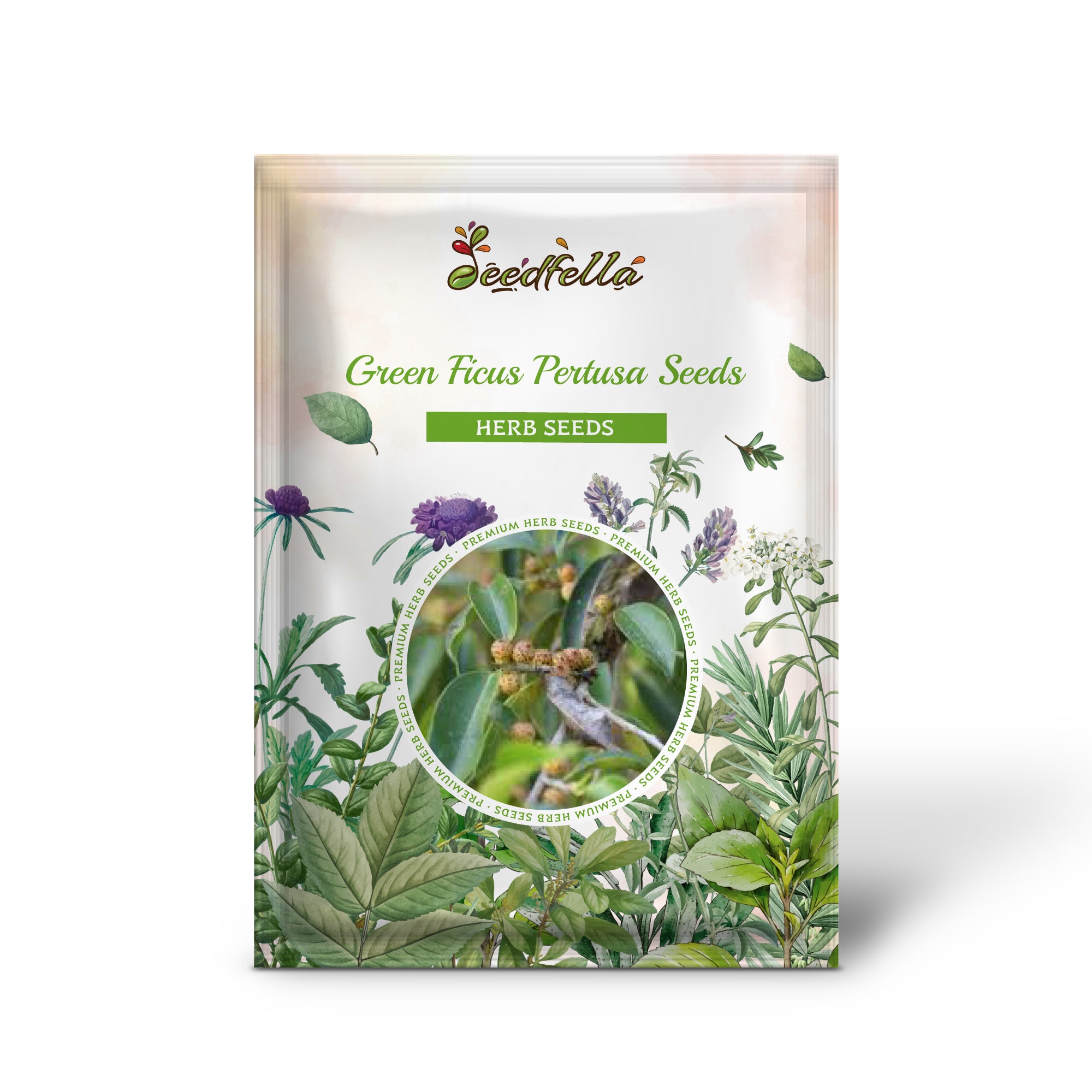 Ficus Pertusa Seeds – Non-GMO Green Evergreen Variety