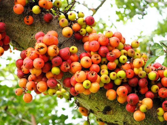 Cluster Fig (Ficus racemosa) seeds for planting