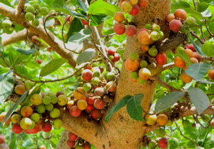 Cluster Fig (Ficus racemosa) Tree Seeds – Indian Gular, Red River Fig ...