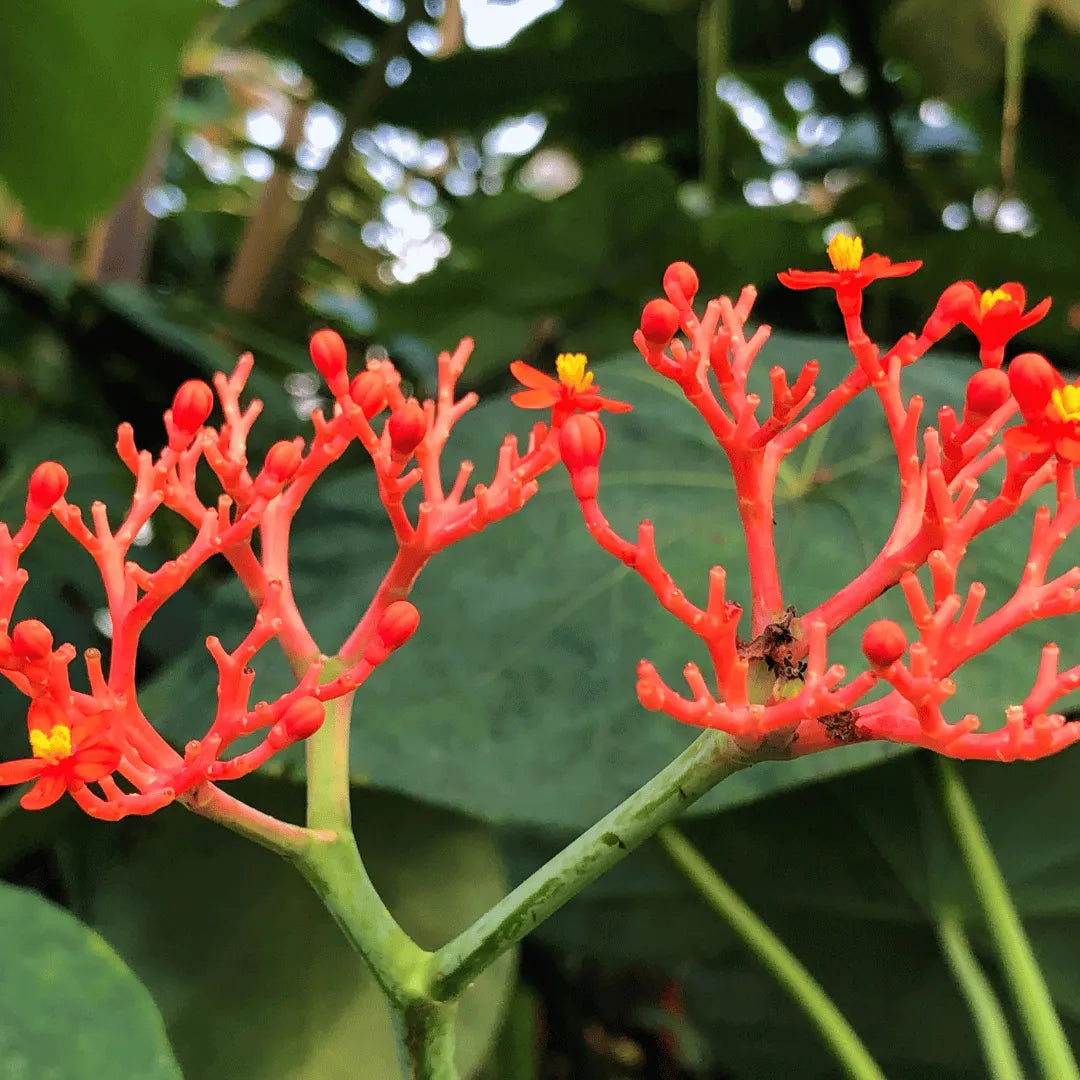 Ficus Religiosa Buddha Tree Growing in Garden