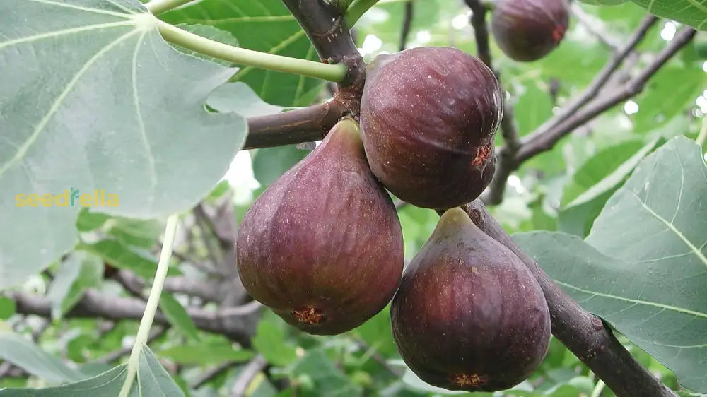 Fig Fruits Seeds For Planting - Grow Delicious Homegrown Figs