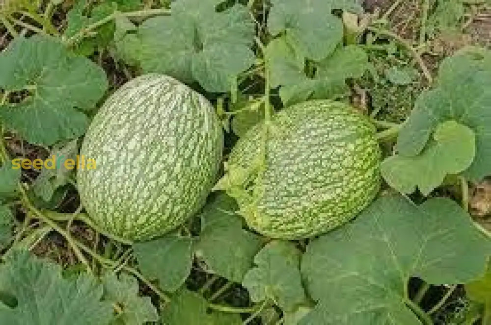 Fig Leaf Gourd growing guide seeds