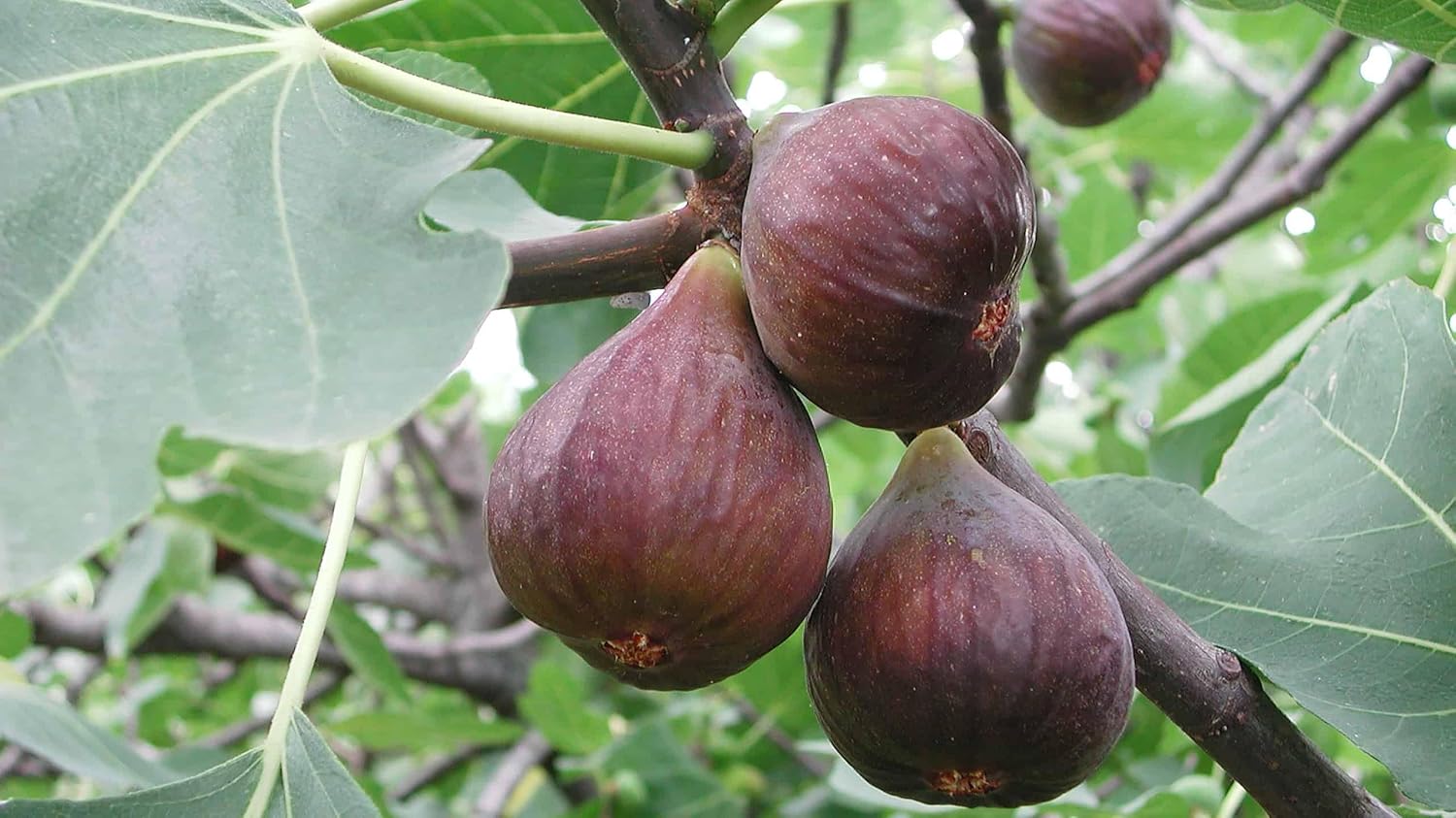 Fig seedlings sprouting in warm soil