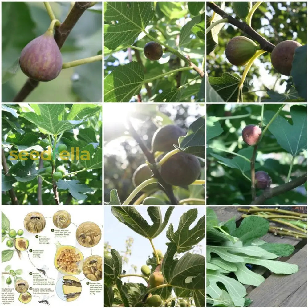 Fig Seedlings from Mixed Variety Non-GMO Seeds