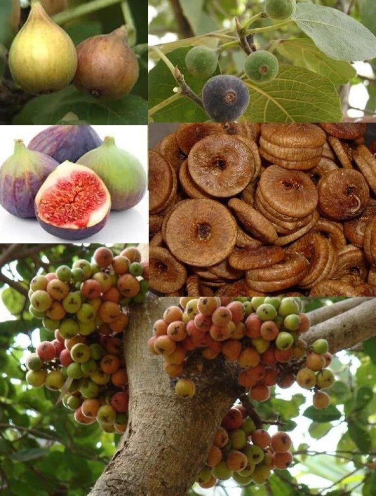 Fig fruit seeds for planting in home garden