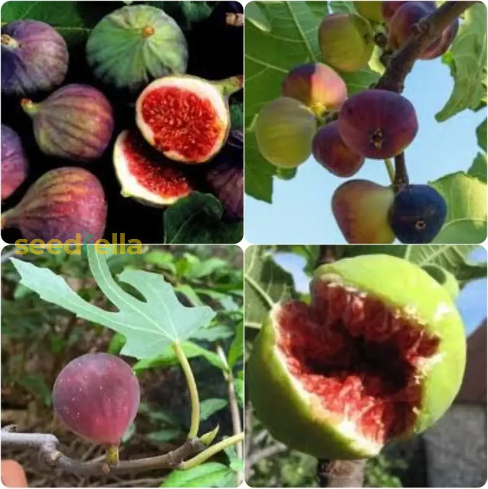 Fig Tree Grown from Mixed Fig Seeds in Home Garden