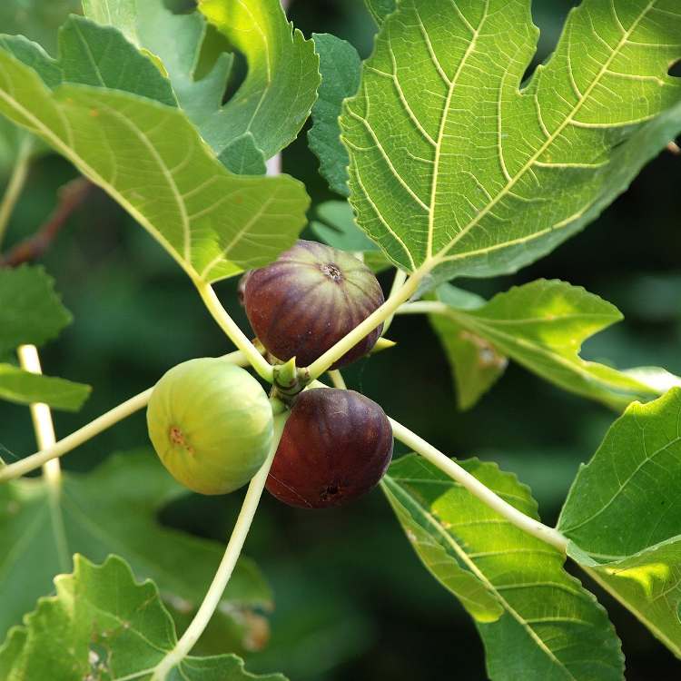 Fig tree grown from seed in container for balcony gardening