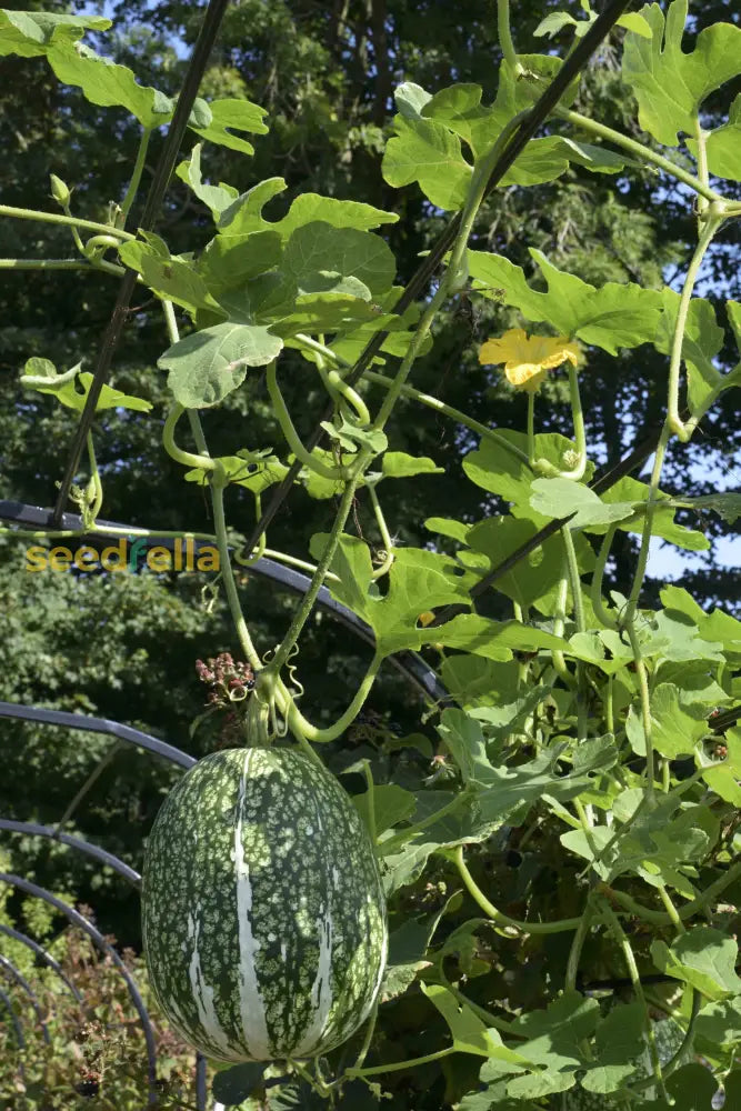 Figleaf gourd vines growing along a trellis