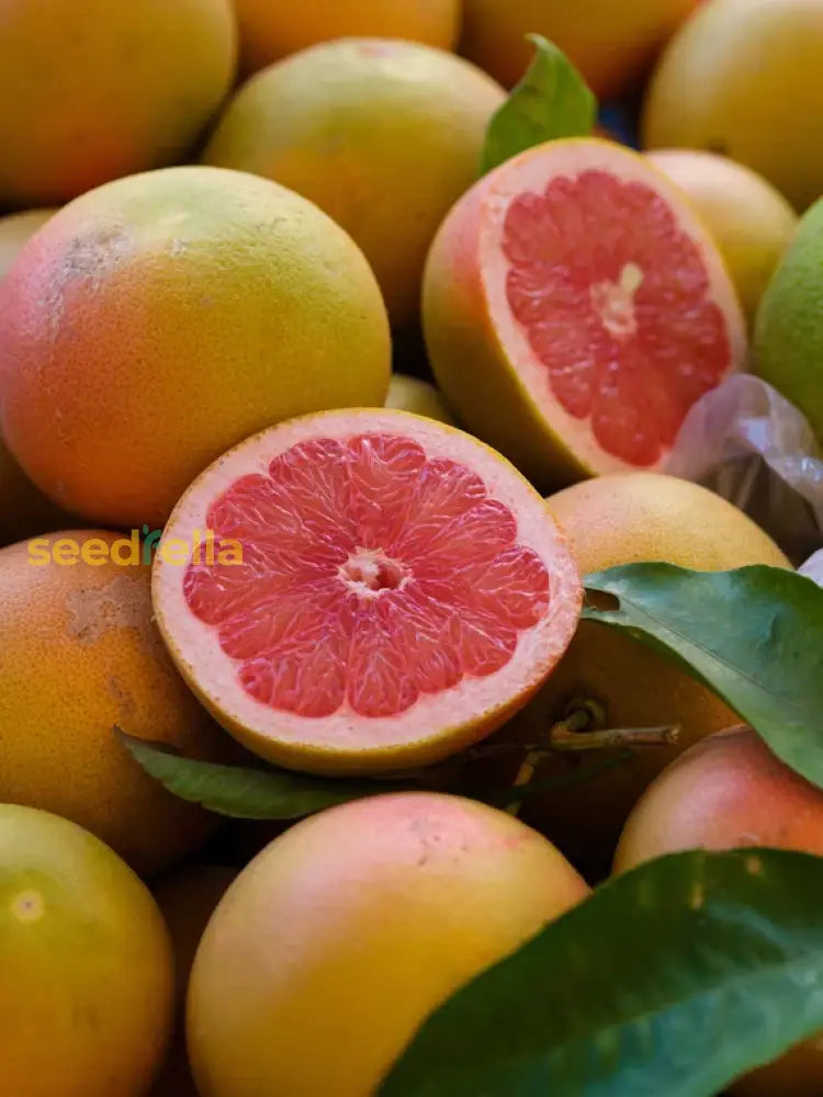 Finger Grapefruit Planting Seeds - Grow Your Own Citrus Delight Plant Seeds