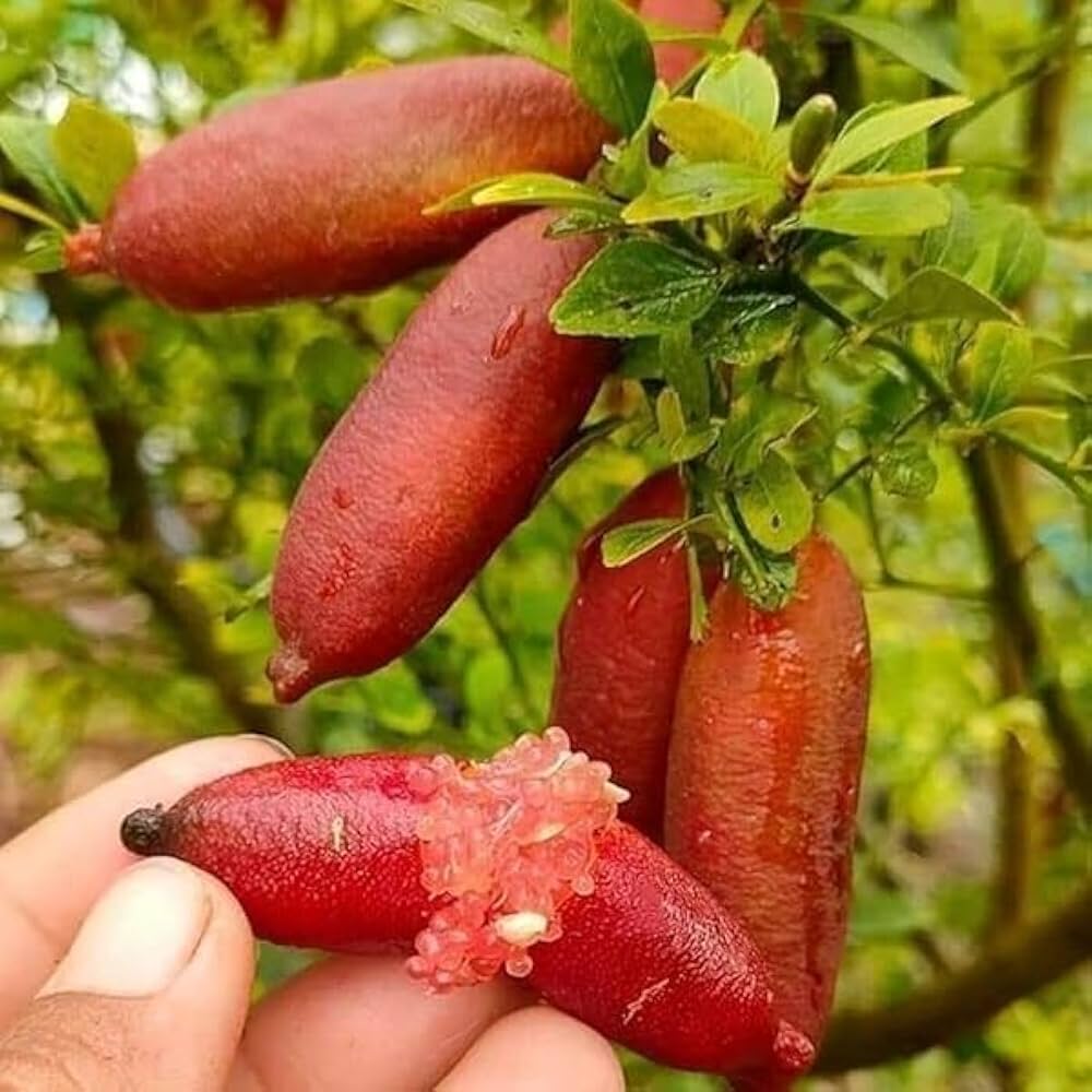 Finger Lime seeds for planting Citrus australasica in container gardens