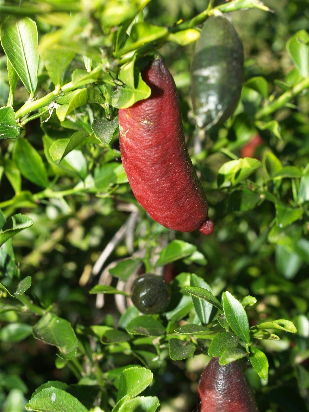 Finger Lime plant with elongated caviar-like fruit