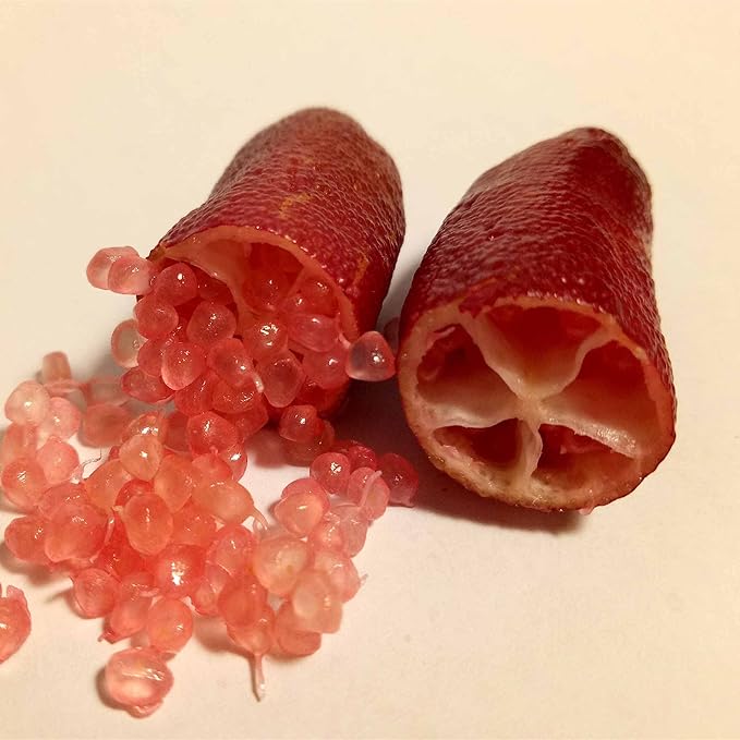 Ice Pink Finger Lime fruit on branch