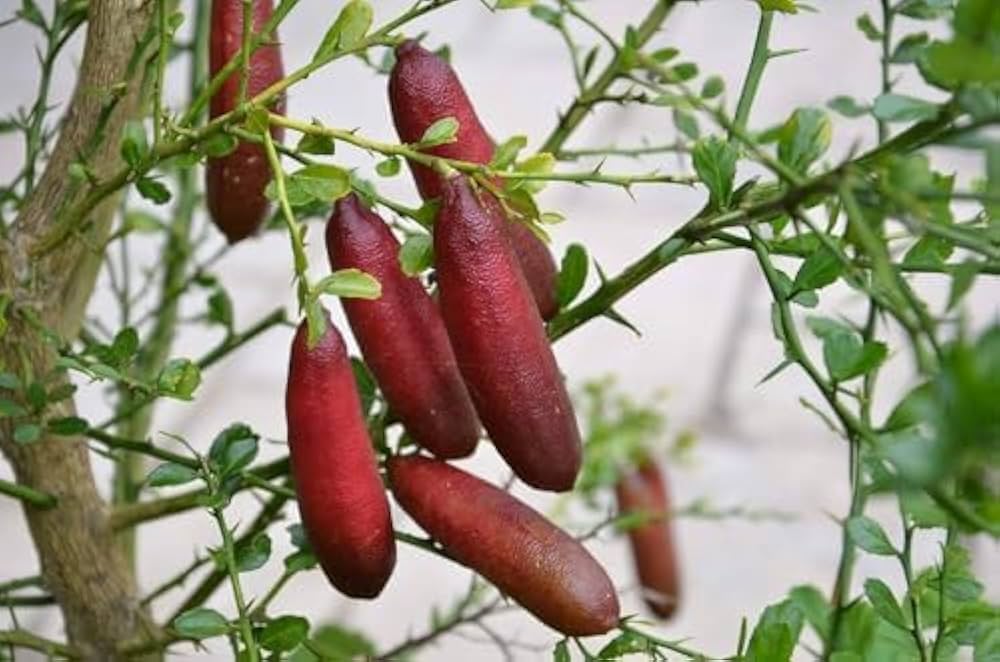 Finger Lime seeds for planting Citrus australasica