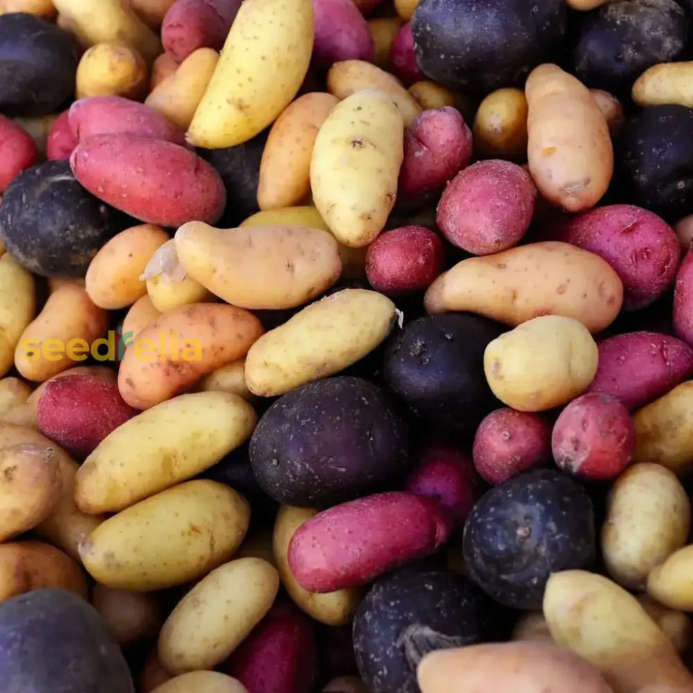 Fingerling Potato Mixed Vegetable Seeds For Planting Seeds