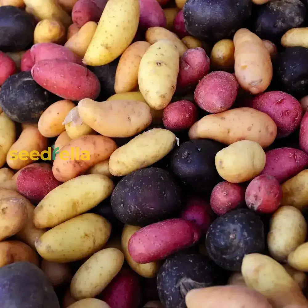 Fingerling Potato Mixed Vegetable Seeds For Planting Seeds