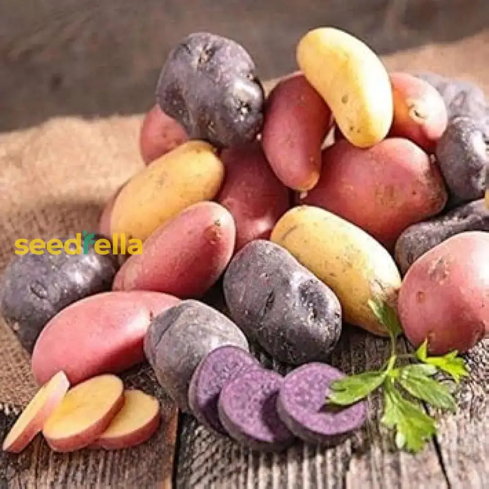 Fingerling Potato Mixed Vegetable Seeds For Planting Seeds