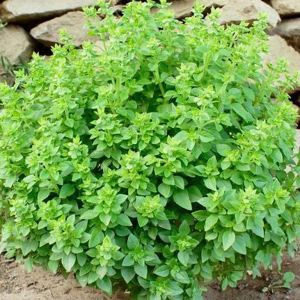 Fino Verde Basil grown from seeds thriving in small garden containers