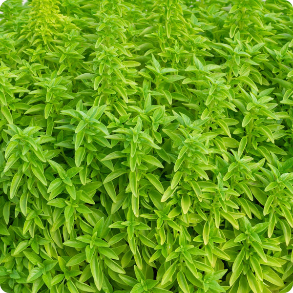 Fino Verde Basil seeds Ocimum basilicum forming compact dwarf plants