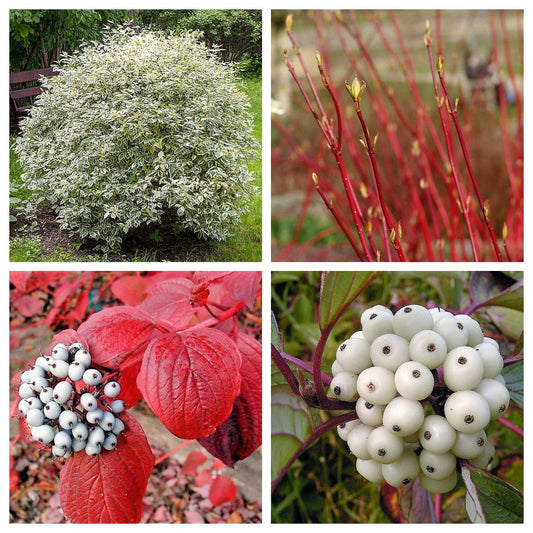 Fire and Ice Dogwood (Cornus alba) seeds for planting