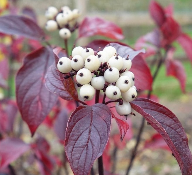 Red winter bark of Fire and Ice Dogwood shrub
