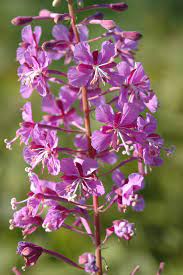 Mature Fireweed Plants Blooming with Pink Flowers