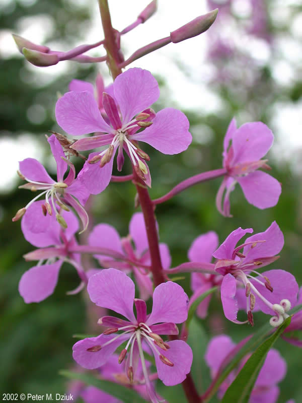 Fireweed Seedlings Sprouting in Well-Drained Soil