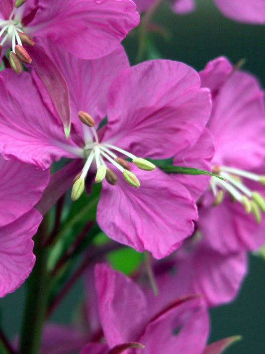 Fireweed Epilobium Angustifolium Non-GMO Seeds for Planting