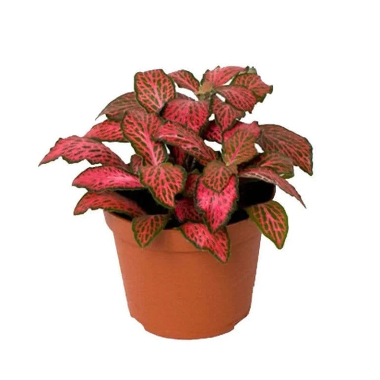 Colorful Fittonia Plant Seeds For Easy Planting