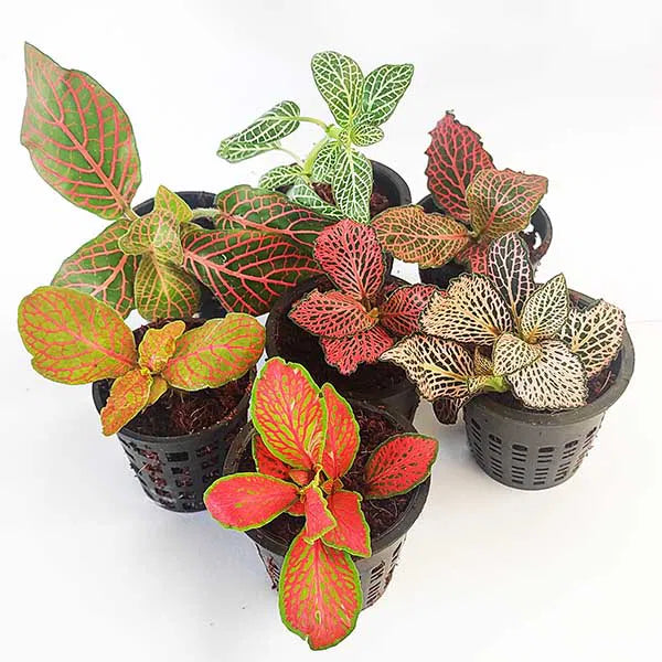 Fittonia Plant Seeds For Easy Planting