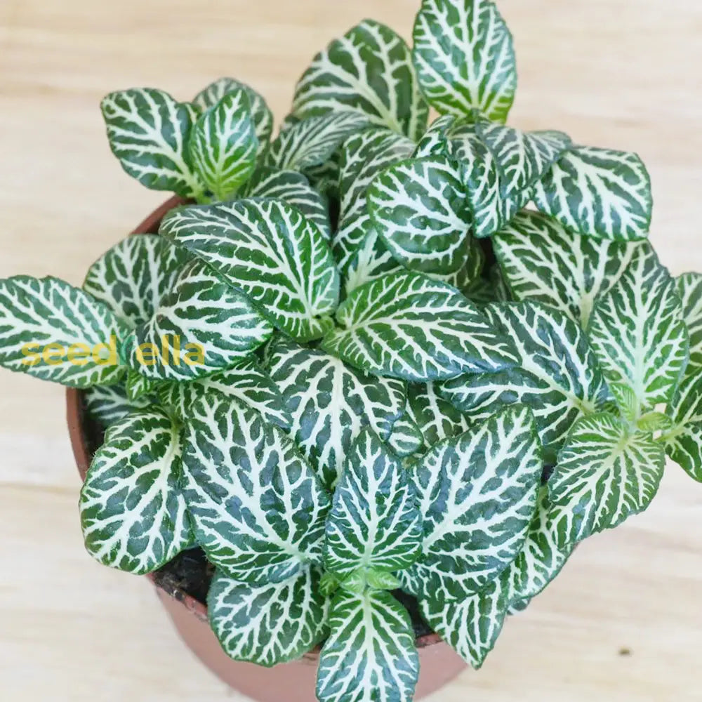 Fittonia Verschaffeltii Seeds For Planting | Mixed Nerve Plant Flower