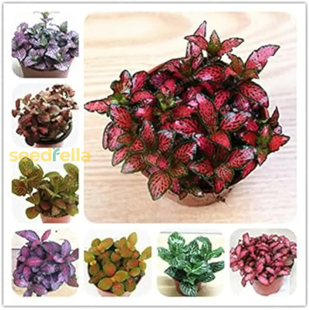 Fittonia Verschaffeltii Seeds For Planting | Mixed Nerve Plant Flower