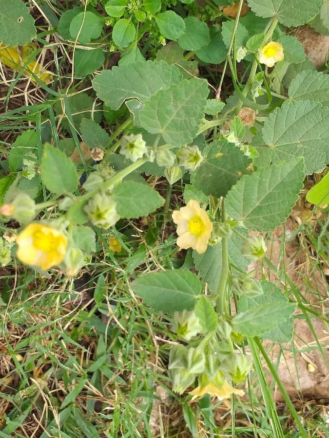 Velvety heart-shaped leaves of Flannel Weed plant