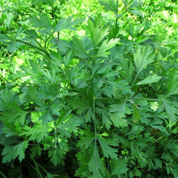 Flat leaf parsley giant variety seeds