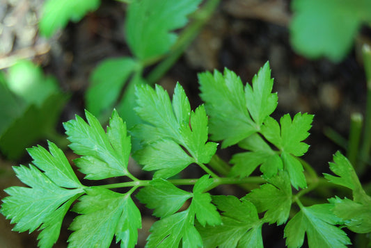 Flat Leaf Parsley plants with bright green serrated leaves
