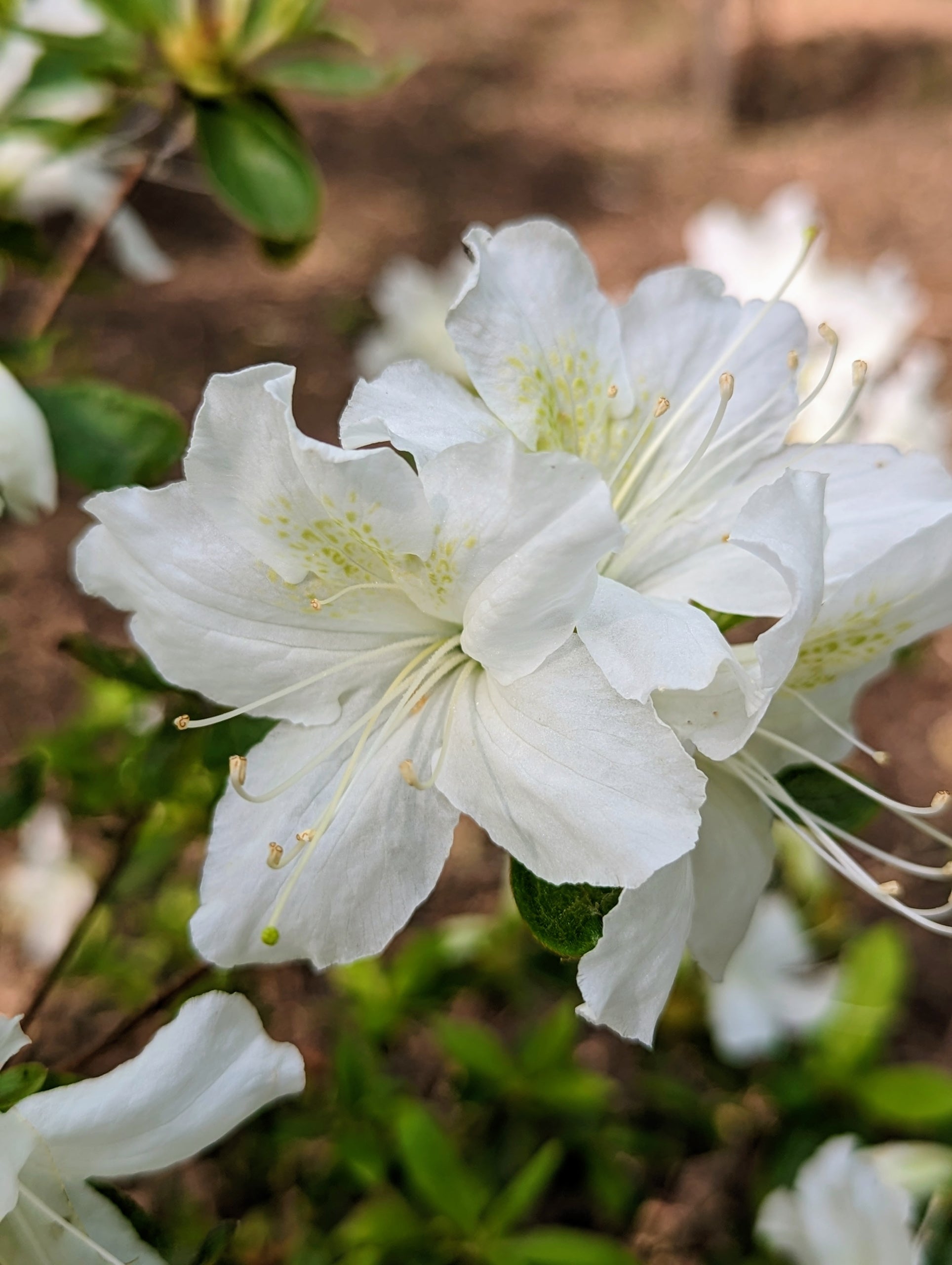 Flat White Azalea Flower Seeds for Planting