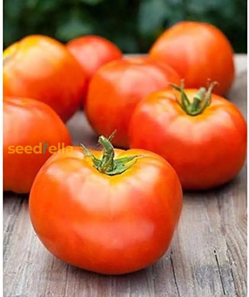 Flavorful Atkinson Tomato Planting Seeds - Vegetable Gardening Seeds