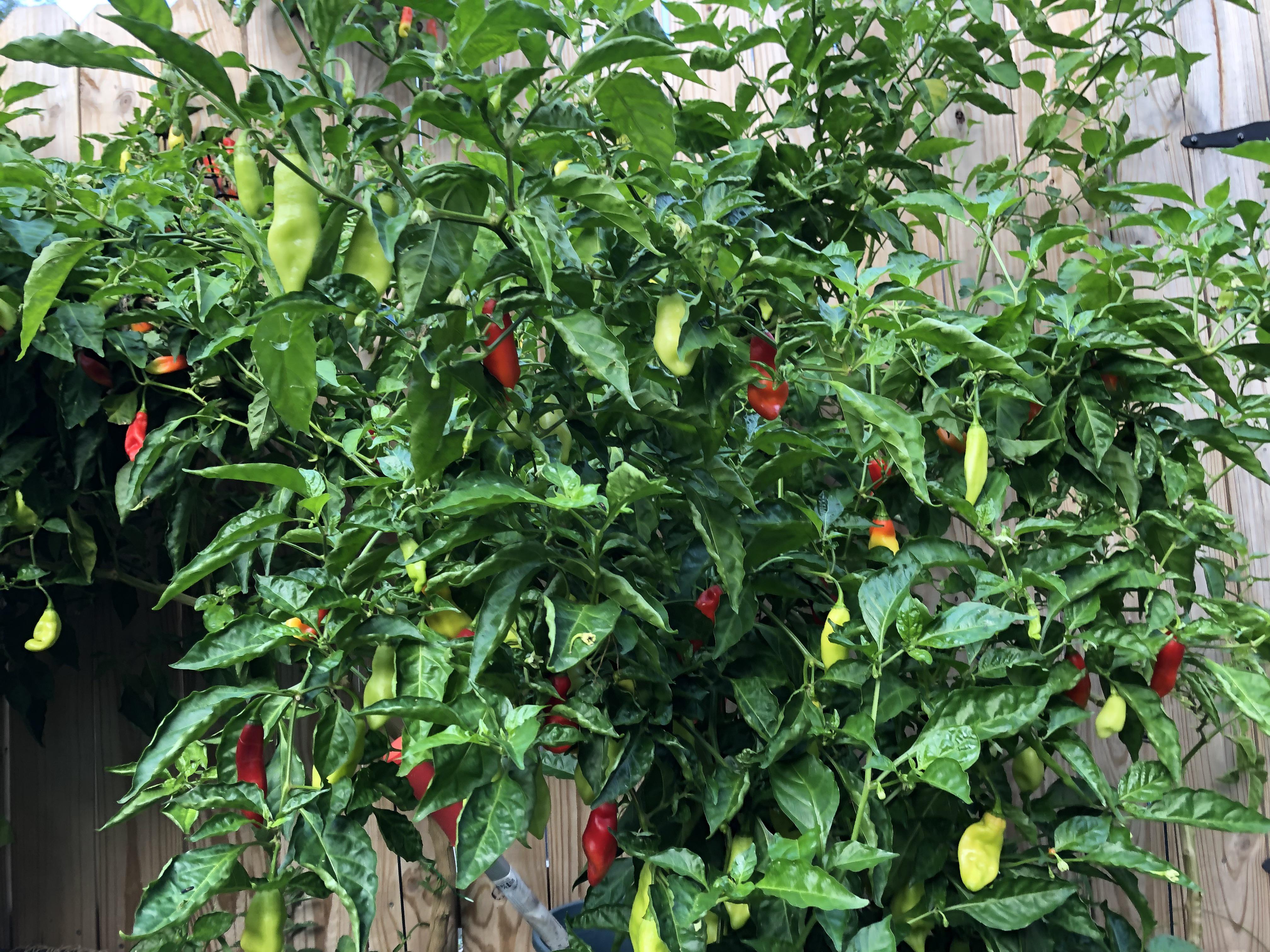 Flavorful pimento pepper seeds for warm season growing