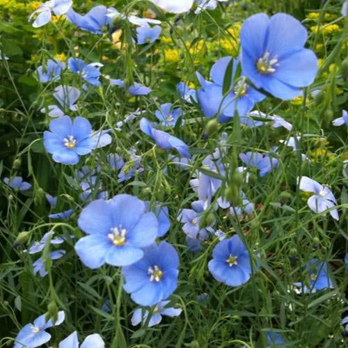 Flax wildflower meadow grown from seeds