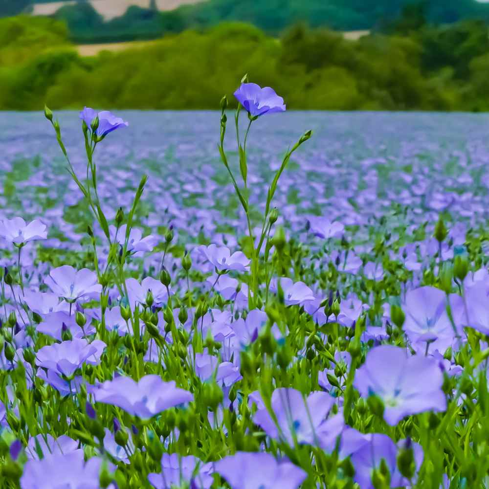 Flax seeds Linum usitatissimum blue wildflower plant