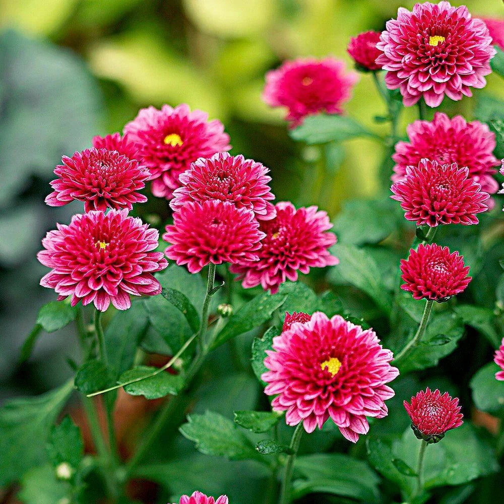 Chrysanthemum Flower Seeds For Vibrant Fall Planting