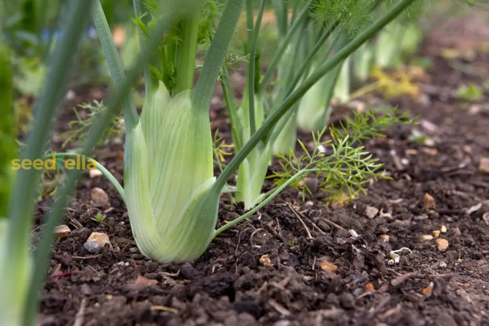 High quality Florence fennel seeds closeup